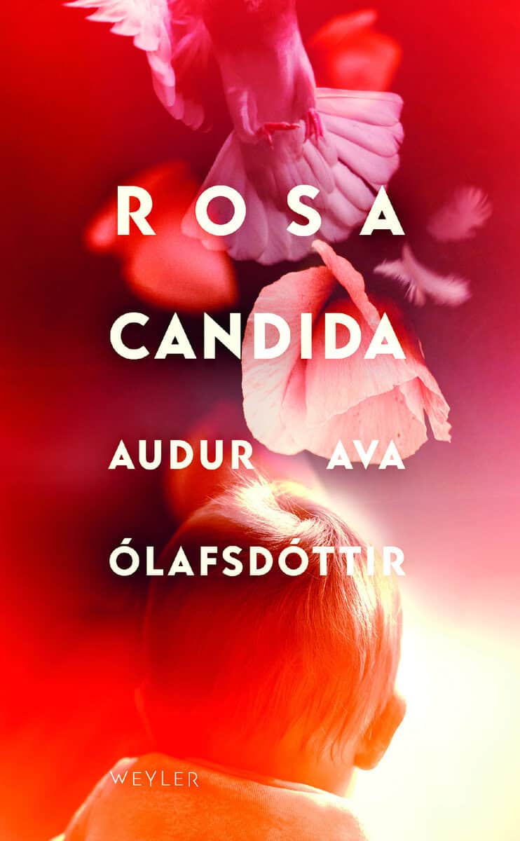 Audur Ava Ólafsdottir : Rosa candida