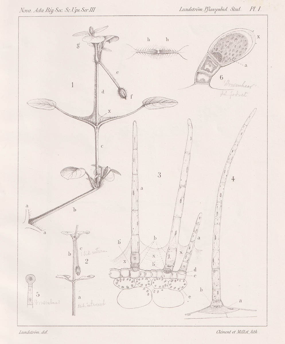 Axel Nicolaus Lundström : Pflanzenbiologische Studien. I-II (komplett - dedikation)