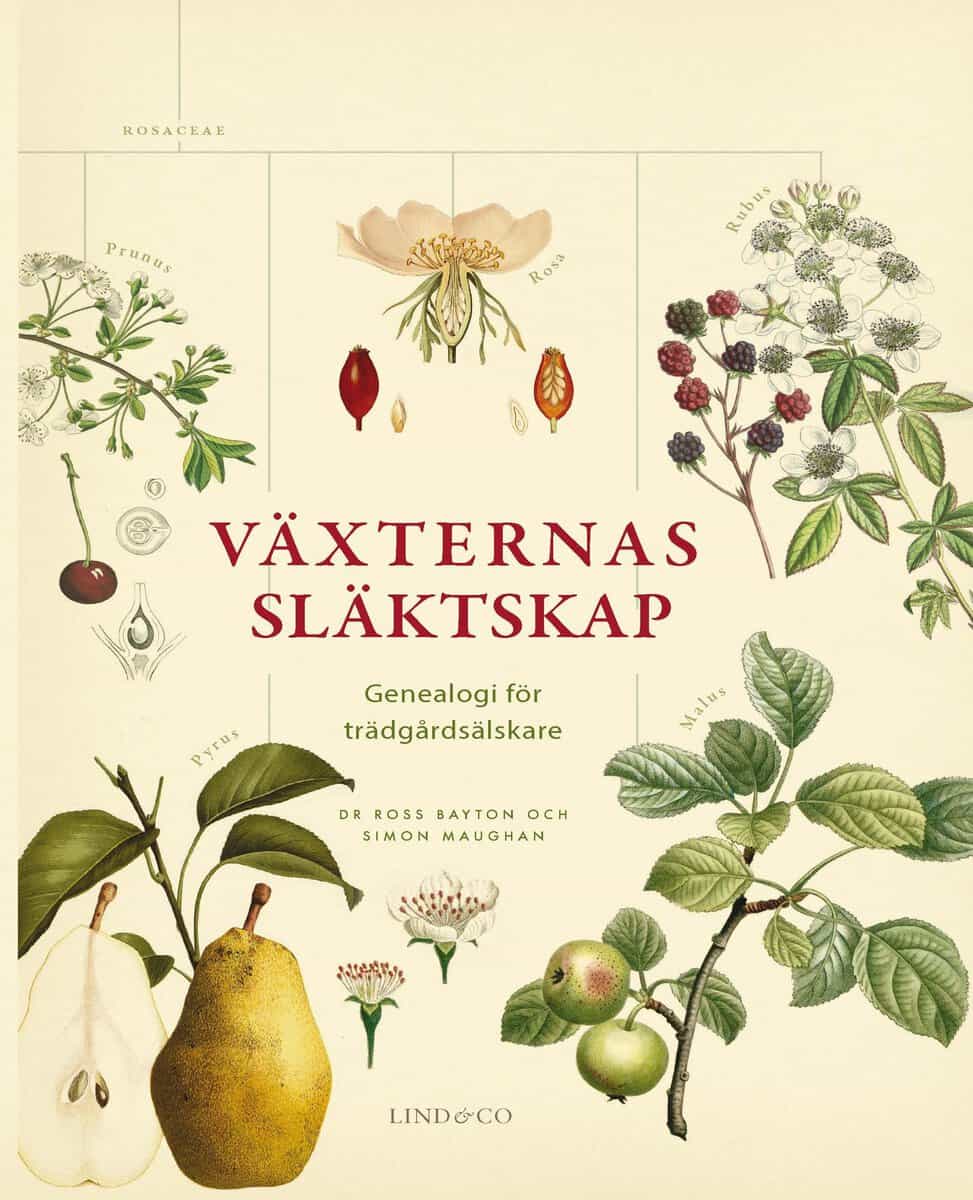 Bayton, Ross ; Maughan, Simon : Växternas släktskap : genealogi för trädgårdsälskare