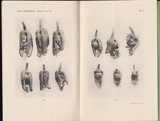 Birger Kajanus : Genetische Studien über die Blüten von Papaver somniferum L. Mit 3 Tafeln