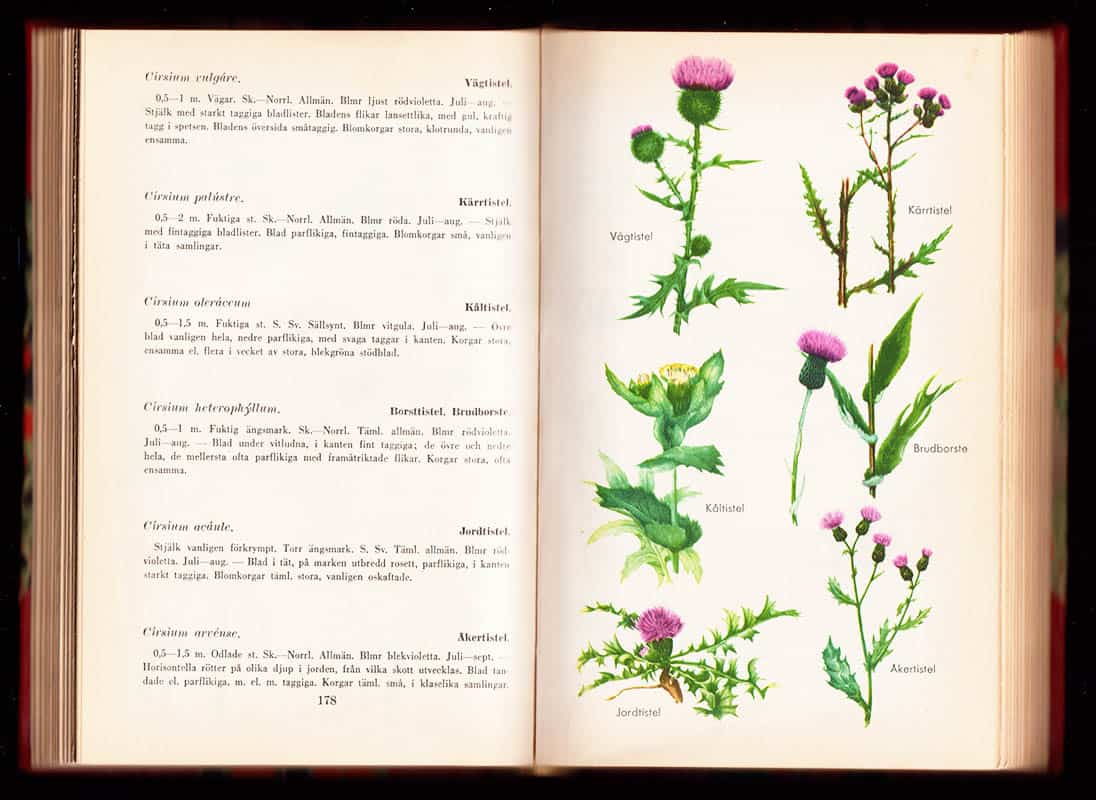 Björn Ursing : Svenska växter i text och bild. [Del 1]. Fanerogamer