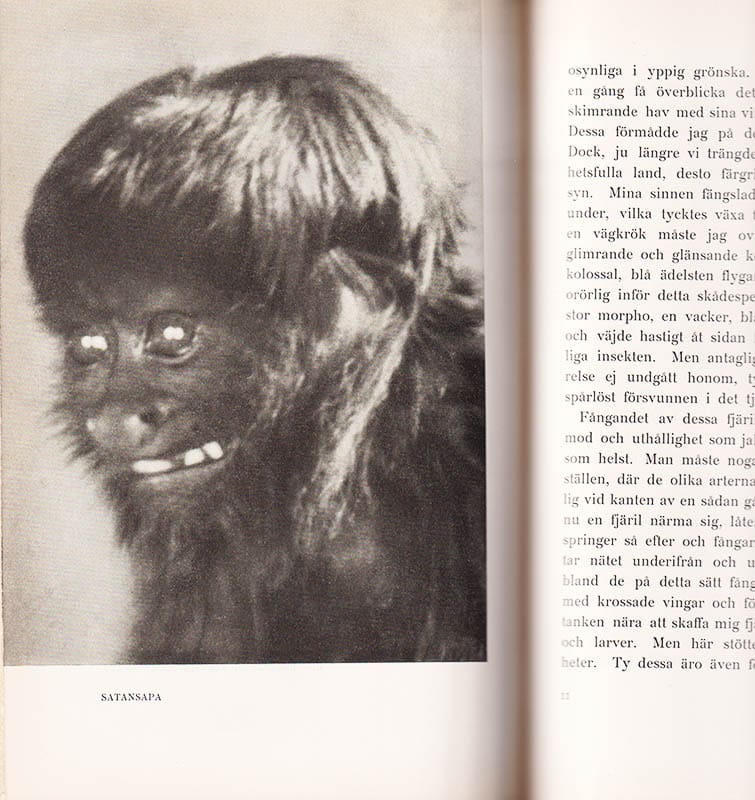 Bonsels, Waldemar (1880-1952) ; Dungern, Adolph von : Brasilien - paradis och inferno. Med 48 illustrationer