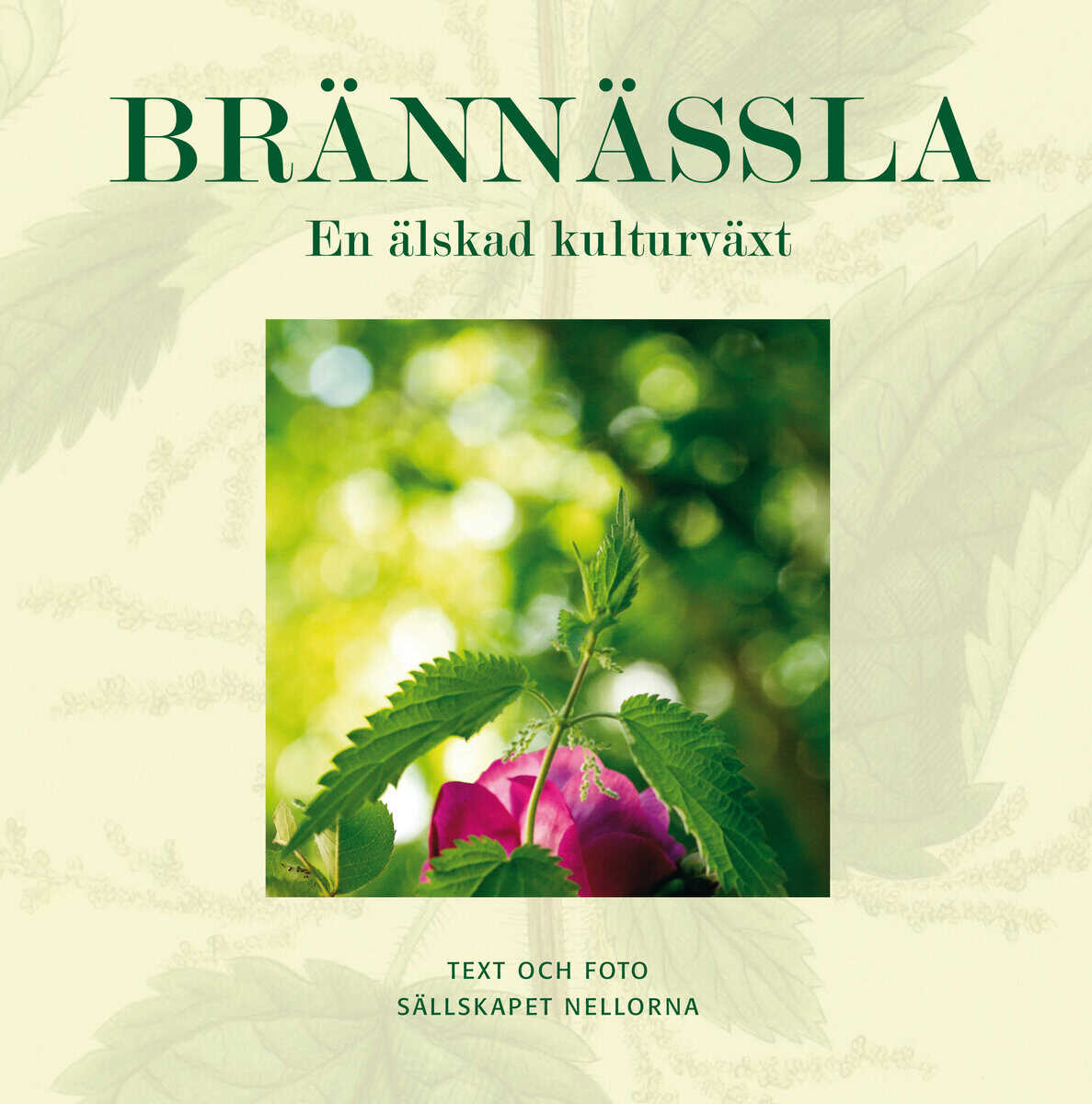 Brännässla