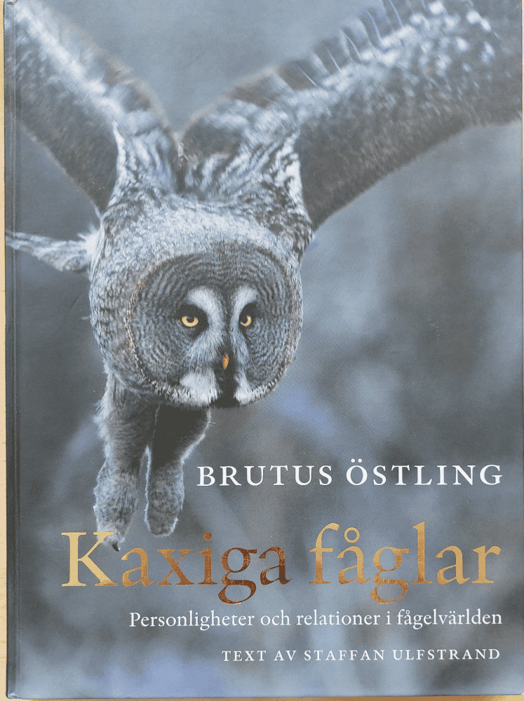Brutus Östling : Kaxiga fåglar