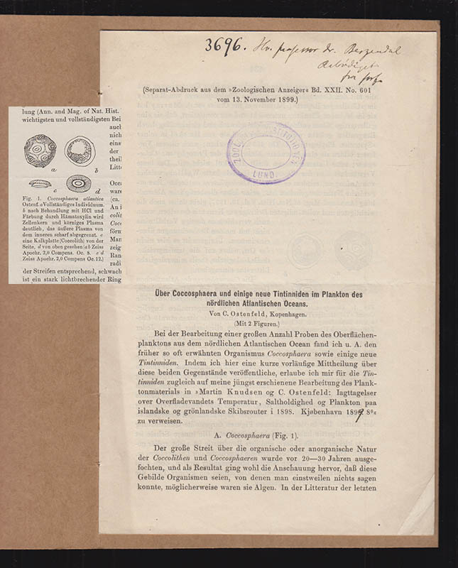 C. Ostenfeld : Über Coccosphaera und einige neue Tintinniden im Plankton des nördlichen Atlantischen Oceans. (Mit 2 Figuren)