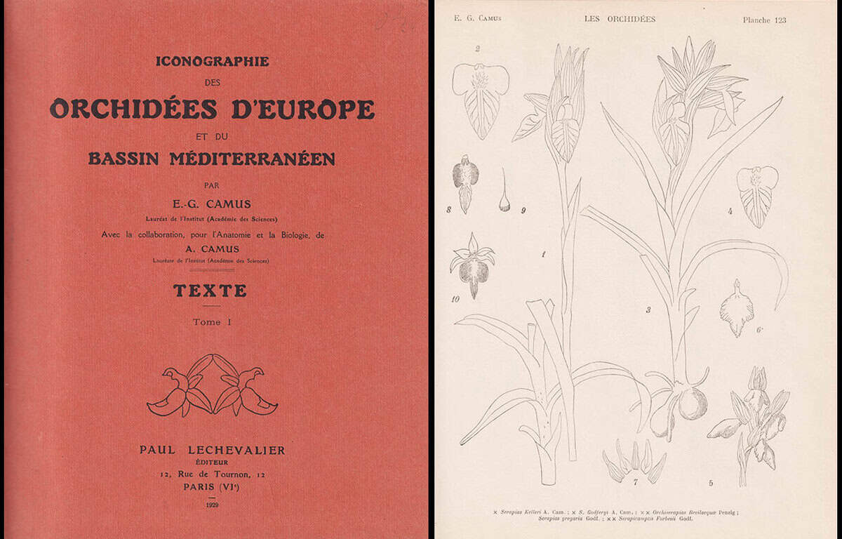 Camus, E. G. (Edmond-Gustave, 1852-1915) ; Camus. A. (Aimée Antoinette Camus, (1879-1965) : Iconographie des orchidées d'Europe et du bassin méditerranéen. Avec la collaboration ... de A. Camus. Texte. 237 Figures, les Planches supplémentaires 123 à 133. Tome I