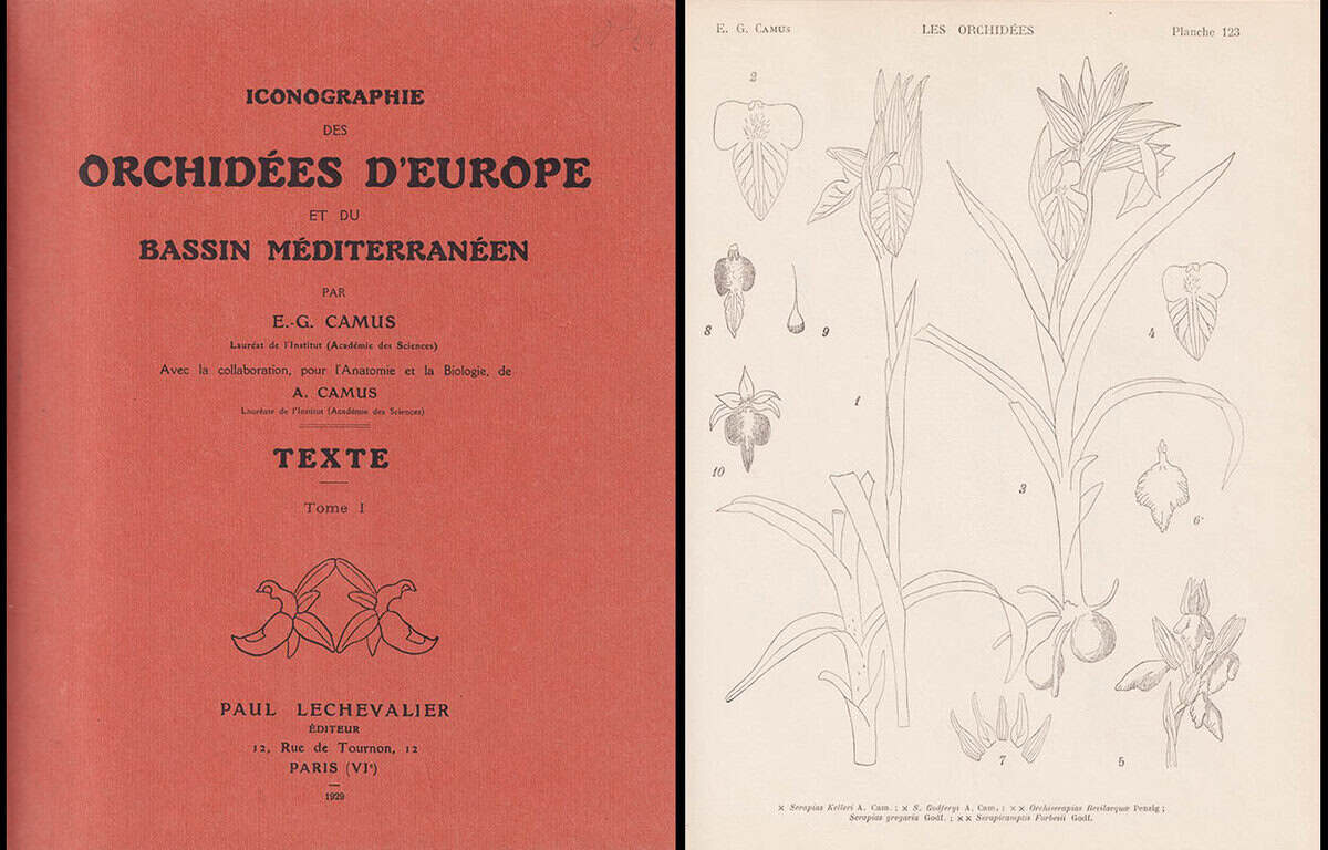 Camus, E. G. (Edmond-Gustave, 1852-1915) ; Camus. A. (Aimée Antoinette Camus, (1879-1965) : Iconographie des orchidées d'Europe et du bassin méditerranéen. Avec la collaboration ... de A. Camus. Texte. 237 Figures, les Planches supplémentaires 123 à 133. Tome I