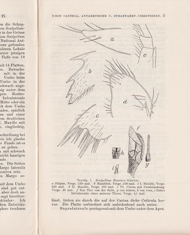 Carl. Aug. Nilsson-Cantell : Antarktische und subantarctische Cirripedien. Gesammelt von S. Valin 1923-4. Mit 5 Figuren im text