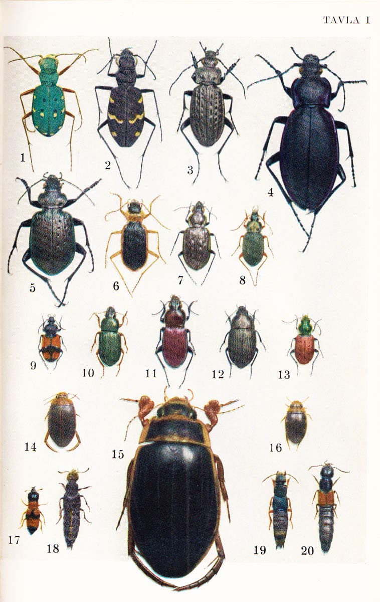 Carl H. Lindroth : Våra skalbaggar och hur man känner igen dem