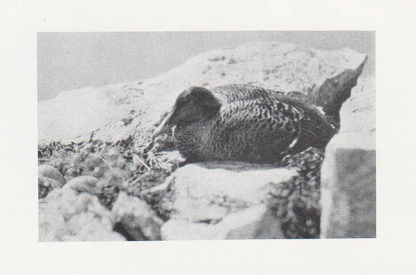 Carl Schøyen : De tusen par vingar