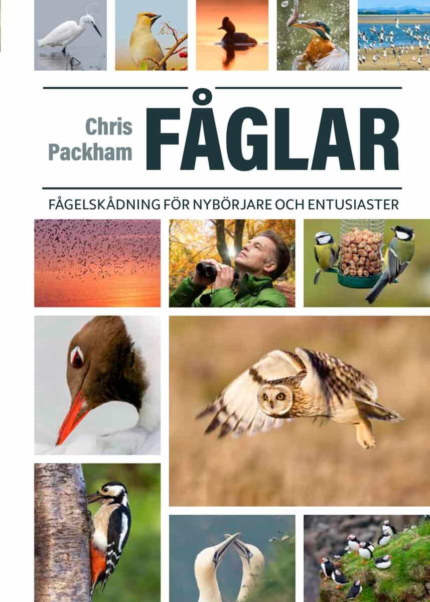 Chris Packham : Fåglar : fågelskådning för nybörjare och entusiaster