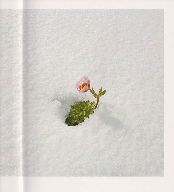 Claes Grundsten : Claes Grundsten, Fotografier. Blommor och berg