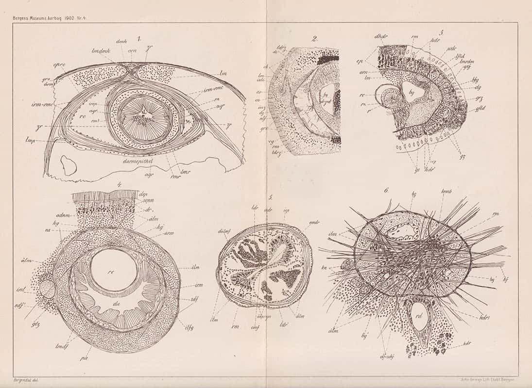 D. Bergendal : Zur Kenntniss der nordischen Nemertinen (Mit einer Tafel.)