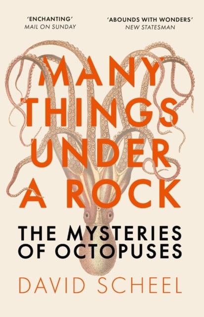 David Scheel : Many Things Under a Rock