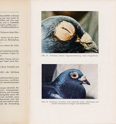 [Duvor ; Duvsport]. Hauser, K. W : Die kranke Taube im Bild. Leitfaden der wichtigsten Taubenkrankheiten ...