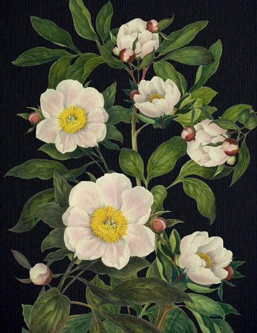 Editors of Chartwell Books : Blooming Flowers Journal