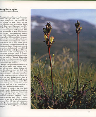 Nilsson, Edvin (1928-2018) ; Sandberg, Gustaf (1908-1983) : Det blommande fjället