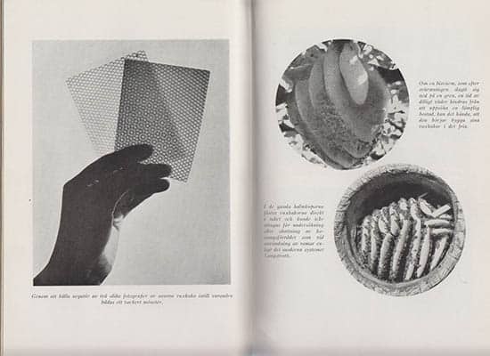 Edwin Way Teale : Den gyllene flocken