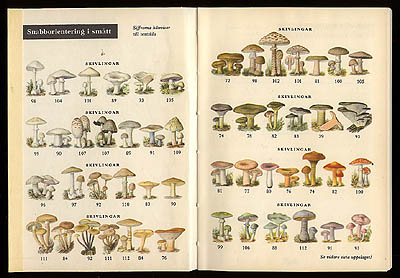 Einar Ingelström : Svampar till husbehov