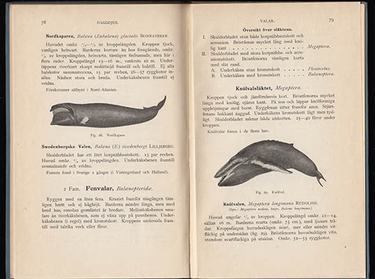 Einar Lönnberg : Sveriges ryggradsdjur. I-III (komplett)