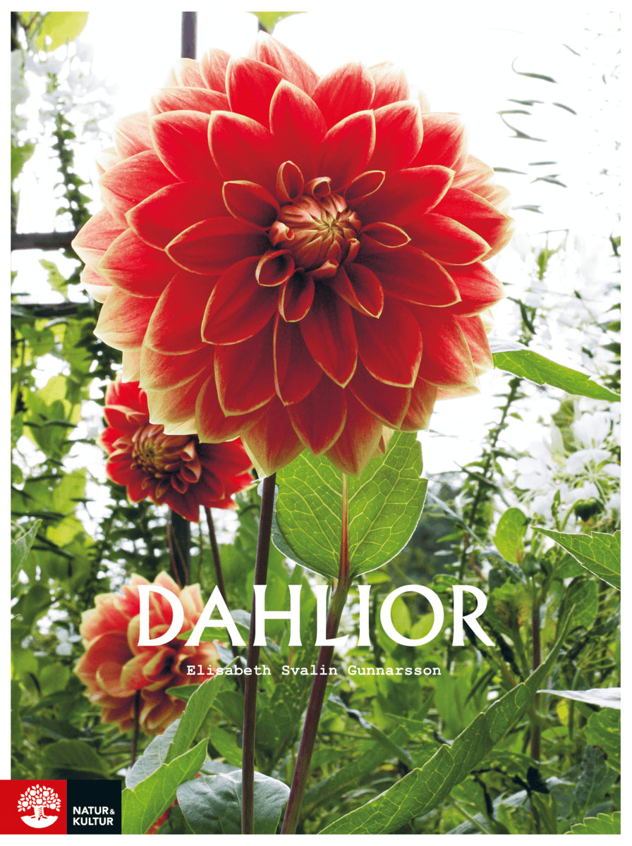Elisabeth Svalin Gunnarsson : Dahlior