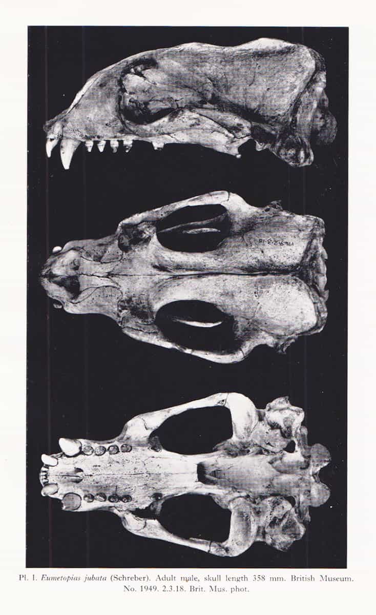 Erling Sivertsen : A survey of the eared seals (family Otariidae) with remarks on the Antarctic seals collected by M/K 'Norvegia' in 1928-1929