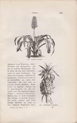 Eug. Warming : Den systematiske botanik