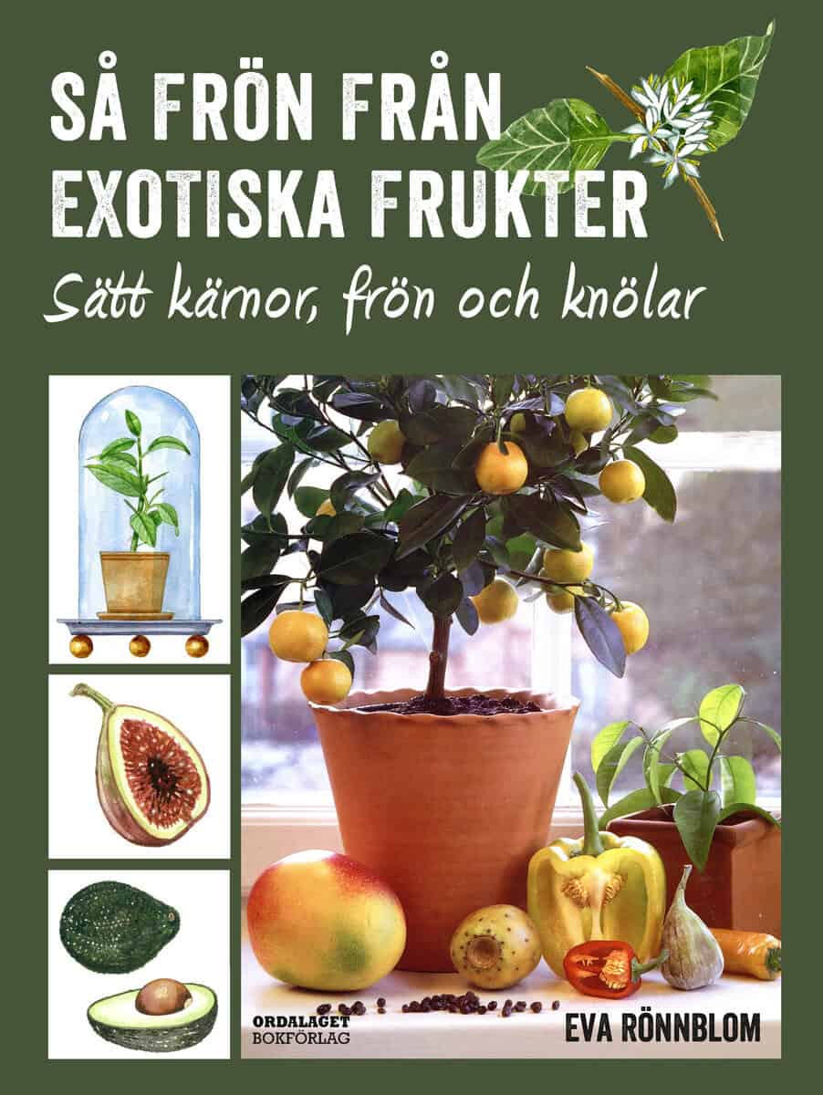 Eva Rönnblom : Så frön från exotiska frukter