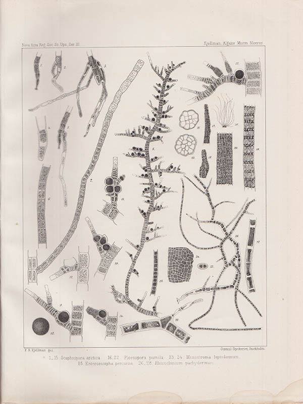 F. R. Kjellman : Ueber die Algenvegetation des Murmanschen Meeres an der Westküste von Nowaja Semlja und Wajgatsch. Mit einer Tafeln (Mitgetheilt der Königl. Gesellschaft des Wissenschaften zu Upsala am 7 April 1877)