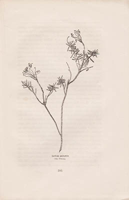 F. R. Kjellman : Ur polarväxternas lif