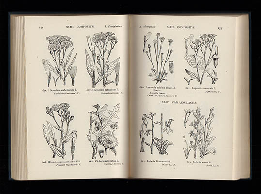 Fitch, W. H (Walter Hood, 1817-1892 (illustratör) ; Smith, W. G. (Washington George) : Illustrations of the British Flora. A Series of Wood Engravings, with Dissections of British Plants