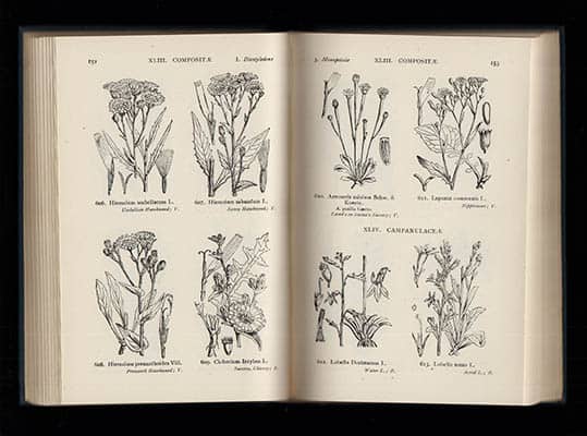 Fitch, W. H (Walter Hood, 1817-1892 (illustratör) ; Smith, W. G. (Washington George) : Illustrations of the British Flora. A Series of Wood Engravings, with Dissections of British Plants