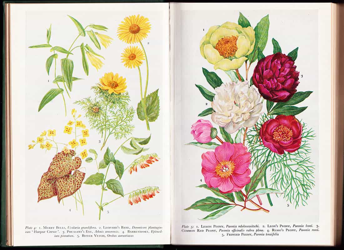 Frances Perry : Collins guide to border plants