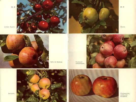 Fredrik Nilsson : Odling av frukt och bär