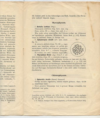 G. Lagerheim : Ein beitrag zur Schneeflora Spitzbergens