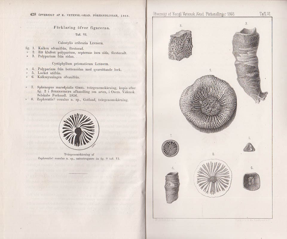 G. Lindström : Om tvenne nya öfversiluriska koraller från Gotland. Tafl. VI. (Meddeladt den 14 Oktober 1868)