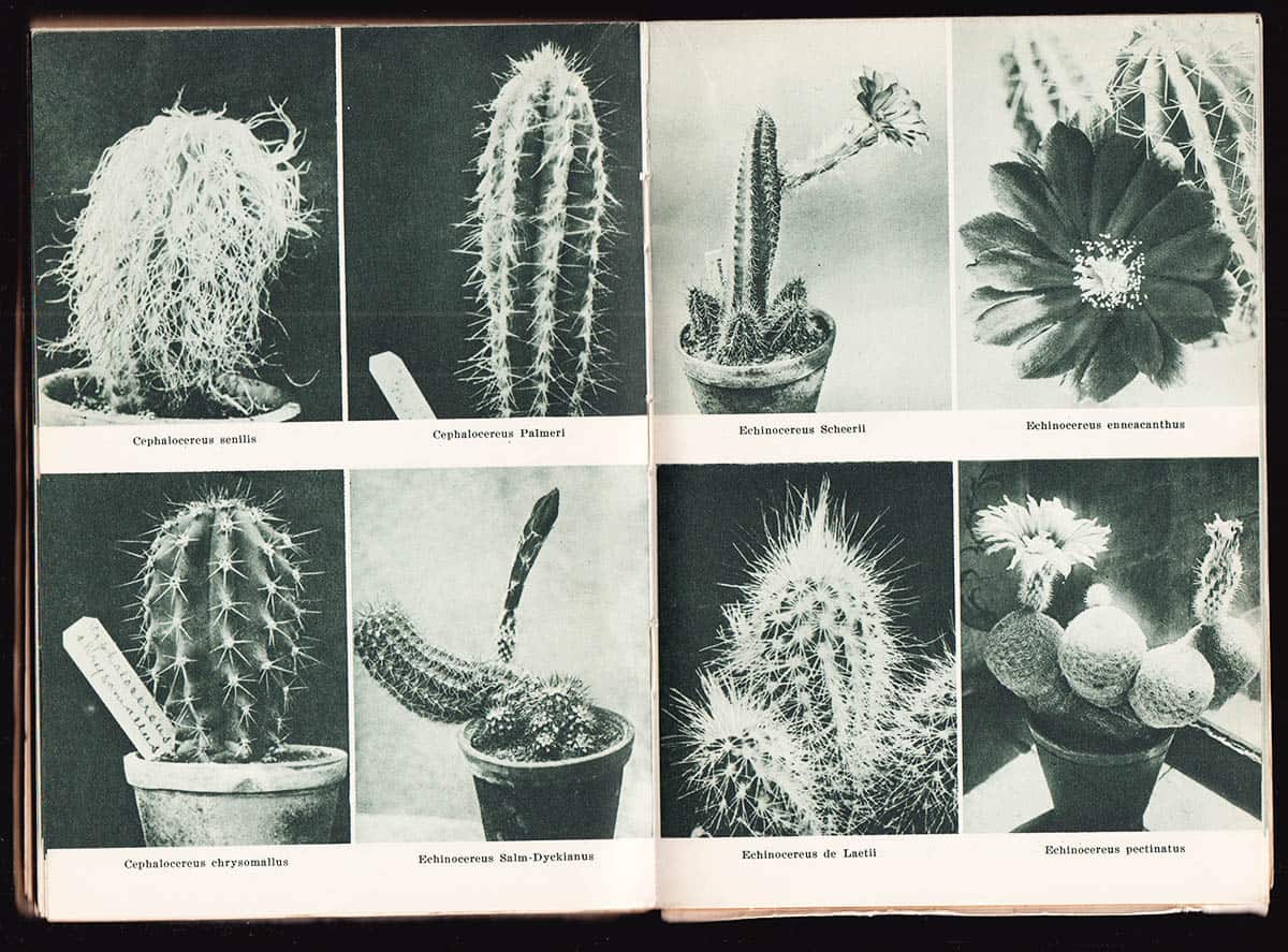 G. M Eklund : Kaktusboken. I-II