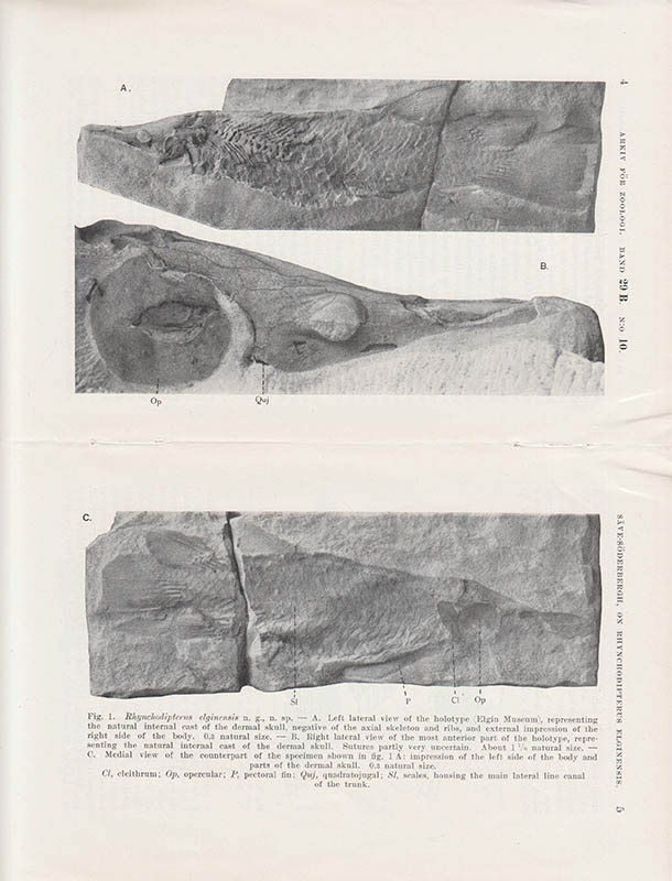 G. Säve-Söderbergh : On Rhynchodipterus elginensis n. g., n. sp., representing a new group of dipnoan-like choanata from the upper devonian of east Greenland and Scotland. A preliminary note by G. Säve-Söderbergh. Communicated April 4th by E. Stensiö
