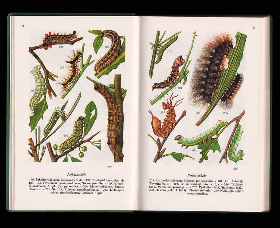 Georg Mandahl-Barth : Metsiemme eläimiä värikuvina. Selkärangattomia eläimiä