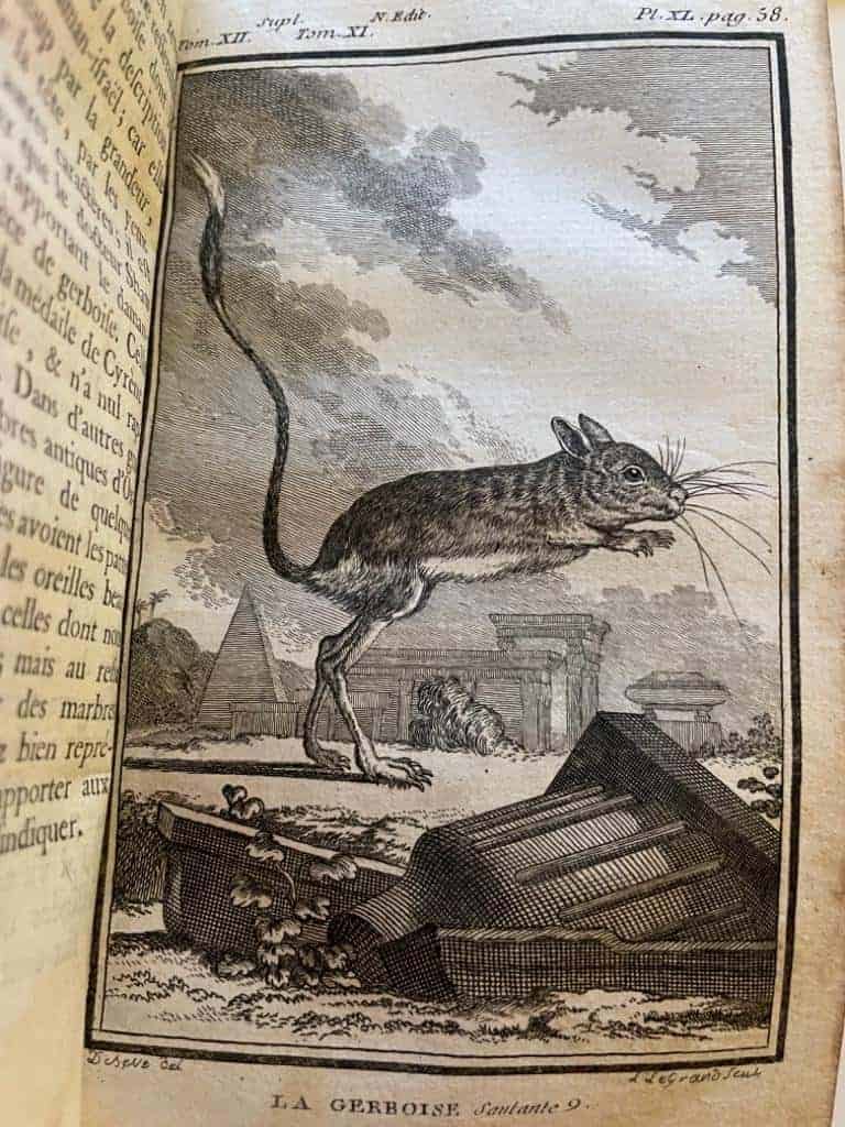 Georges-Louis Leclerc de Buffon : Histoire des animaux quadru pedes (Collected works volume 11)