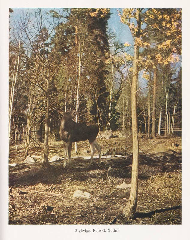 Gösta Notini : Svenskt jaktlexikon