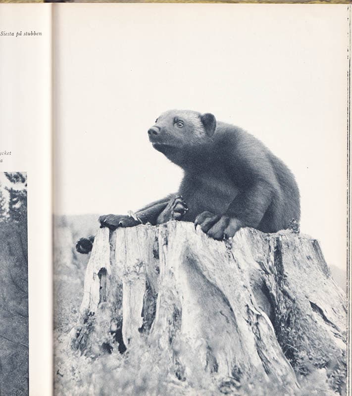 Gösta Tysk : Vårnätter och vildmarksliv