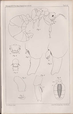 Gottfrid Adlerz : Myrmecologiska studier. Del II [av IV]. Svenska myror och deras lefnadsförhållanden. Med 7 taflor