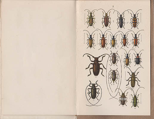 Gottfrid Adlerz : Svenska skalbaggar i urval