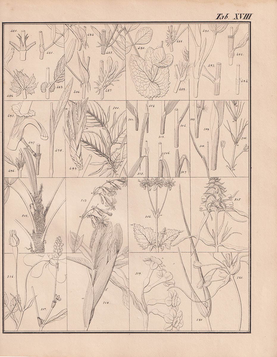 Gottlieb Wilhelm Bischoff : Handbuch der botanischen Terminologie und Systemkunde. I-II:1-2 (av IV i tre volymer)