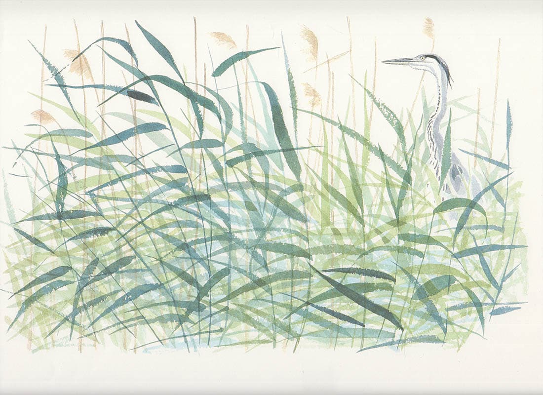 Gunnar Brusewitz : Dagbok från en sjö