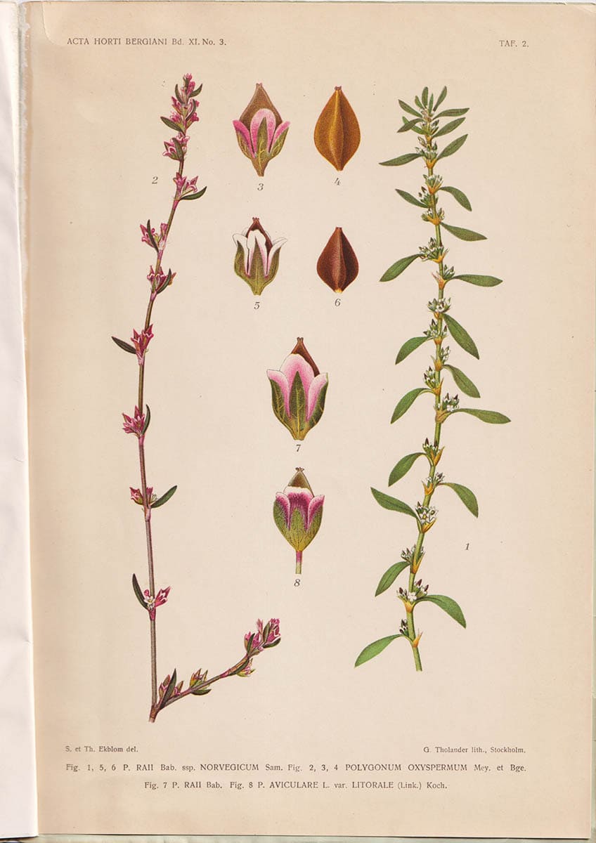 Gunnar Samuelsson : Polygonum oxyspermum Mey. et Bge. und P. Raii Bab. ssp. norvegicum Sam. n. ssp. Mit 2 Tafeln ind 1 Karte im text