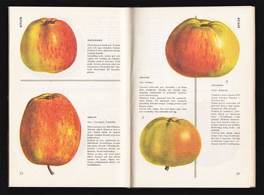 Gustaf Rudolf Ferlenius : Frukt och bär till husbehov