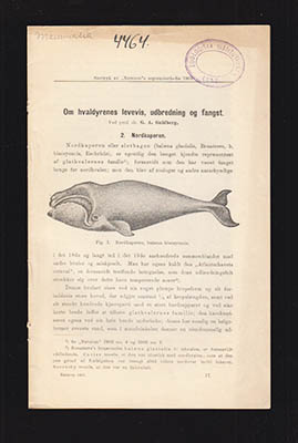 Gustav Adolph Guldberg : Om hvaldyrenes levevis, udbredning og fangst. 2. Nordkaperen