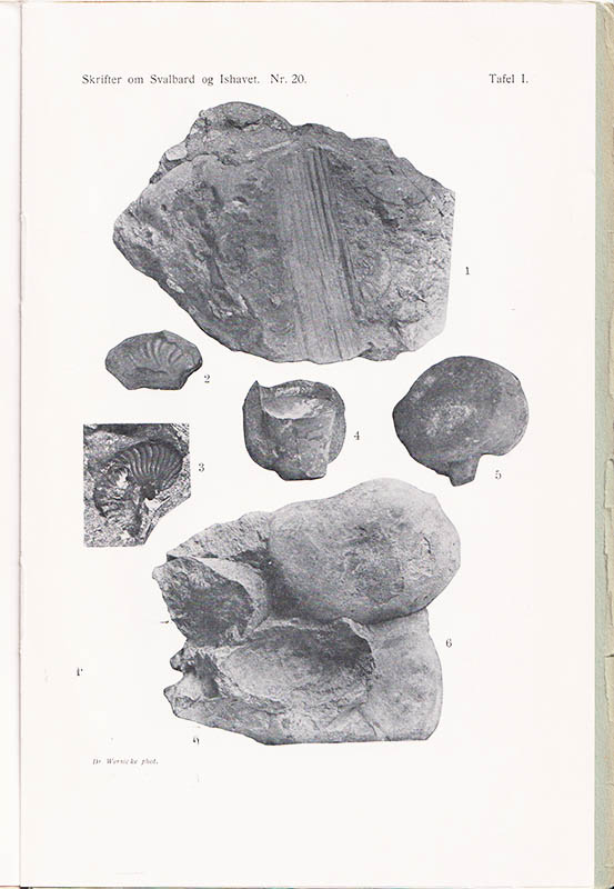 Hans Frebold : Oberer Lias und unteres Callovien in Spitzbergen. Mit 2 Tafeln und 5 textfiguren